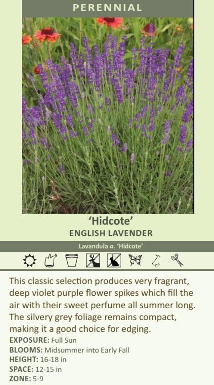 Lavandula a Hidcote 20ct Flat