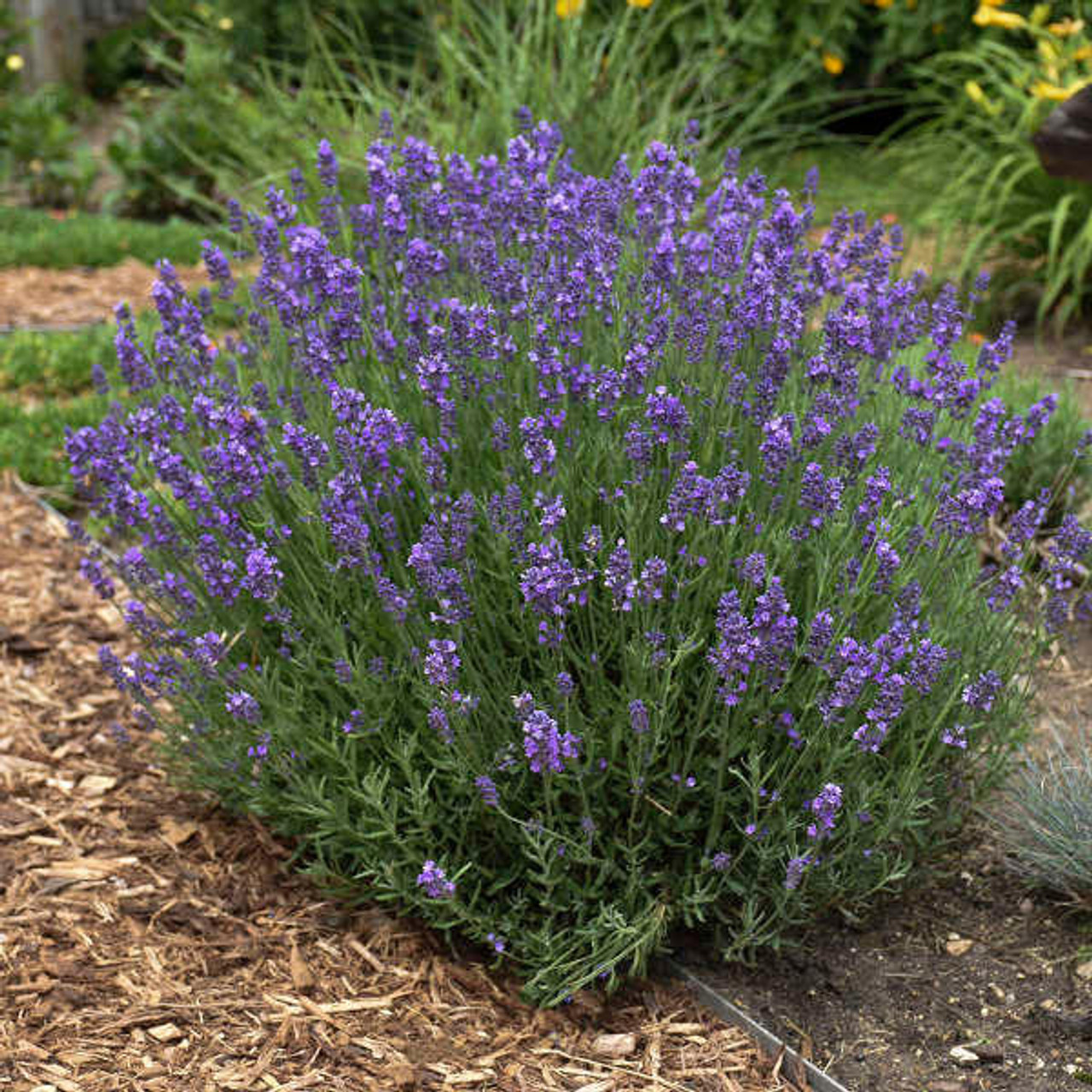 Lavandula a. 'Hidcote' (20)ct Flat