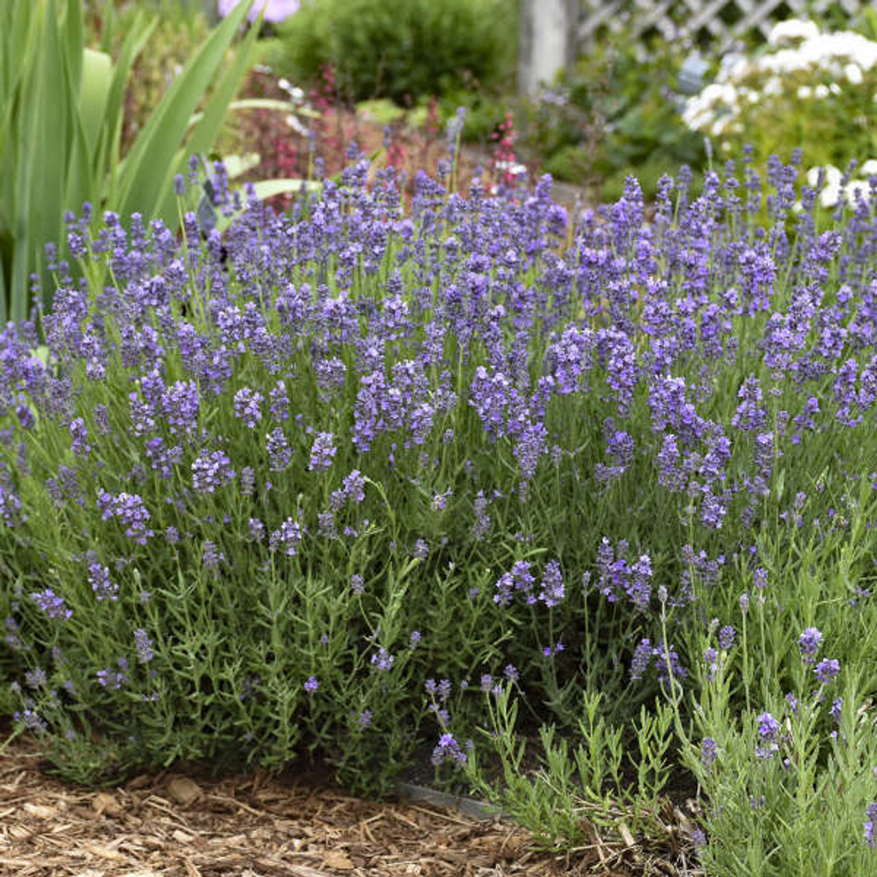 Lavandula a Munstead 20ct Flat