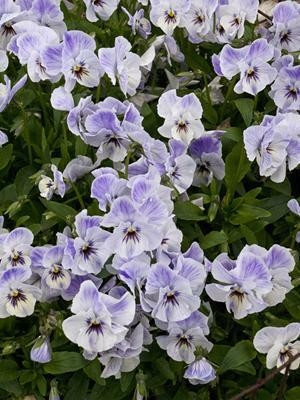 Viola 'Painted Porcelain' shipped from Grower to your door