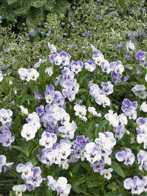 Viola 'Painted Porcelain' shipped from Grower to your door
