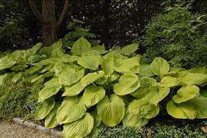 Hosta Sum and Substance