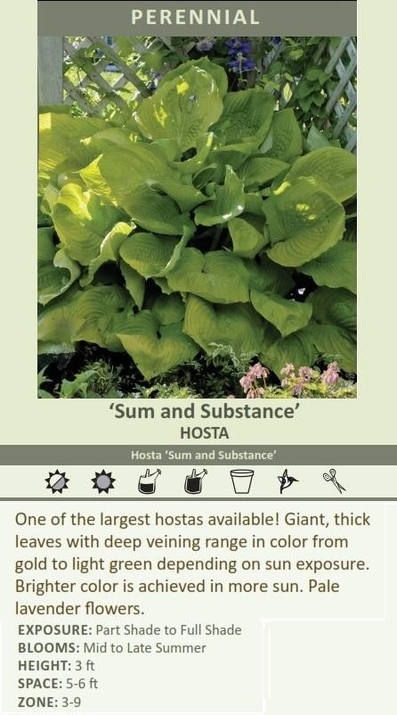 Hosta Sum and Substance