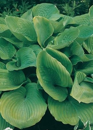 Hosta Sum and Substance