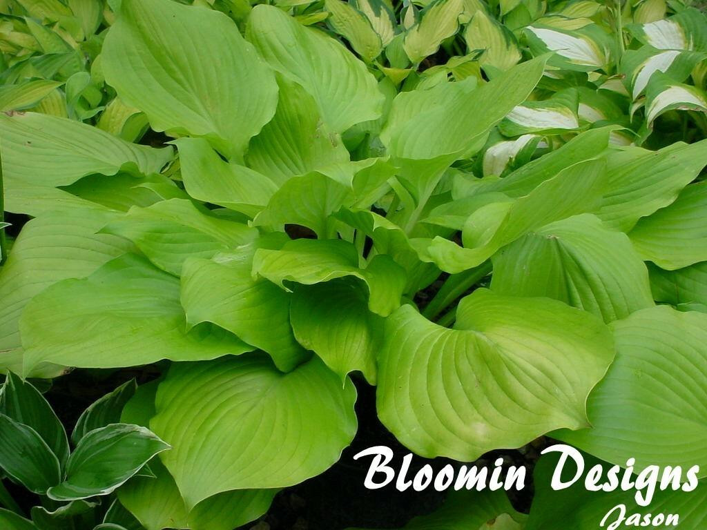 Hosta Sum and Substance
