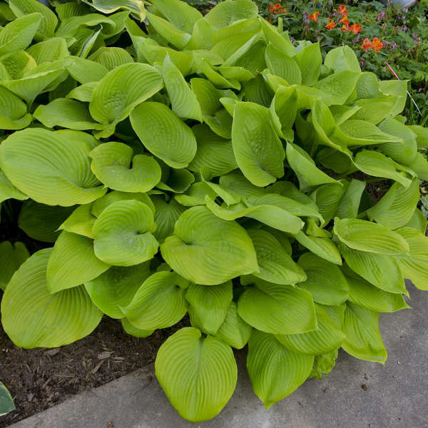 Hosta Sum and Substance