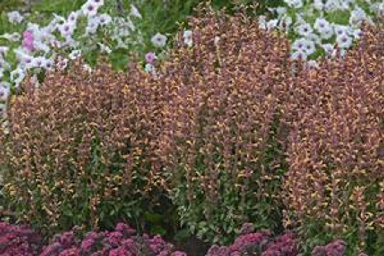 Agastache Peachie Keen PPAF 30ct Flat