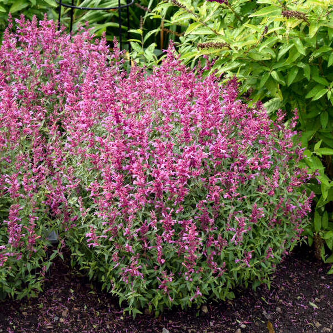 Agastache 'Rosie Posie' PP25857 (30)ct Flat