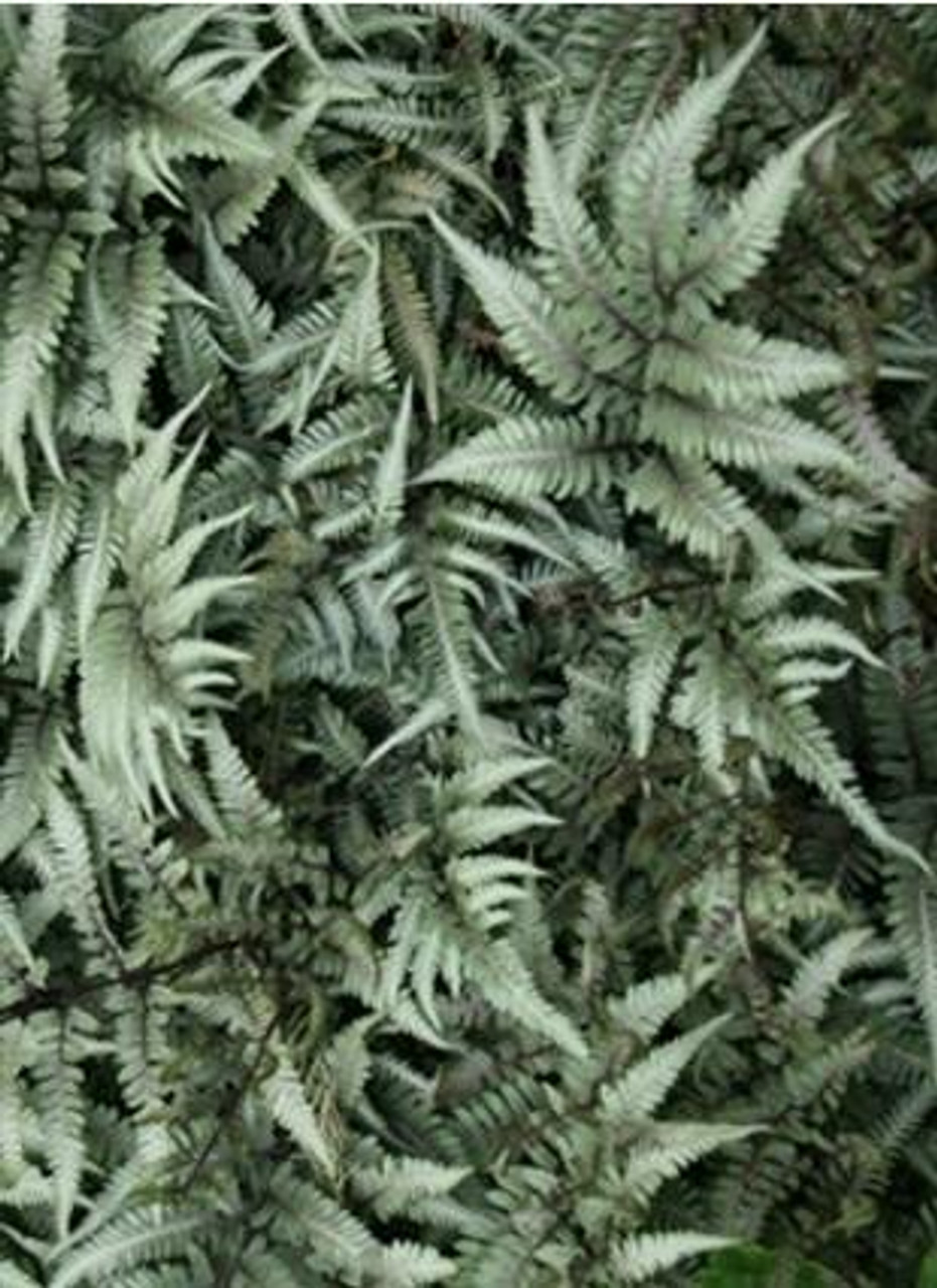 Athyrium Godzilla 20ct Flat