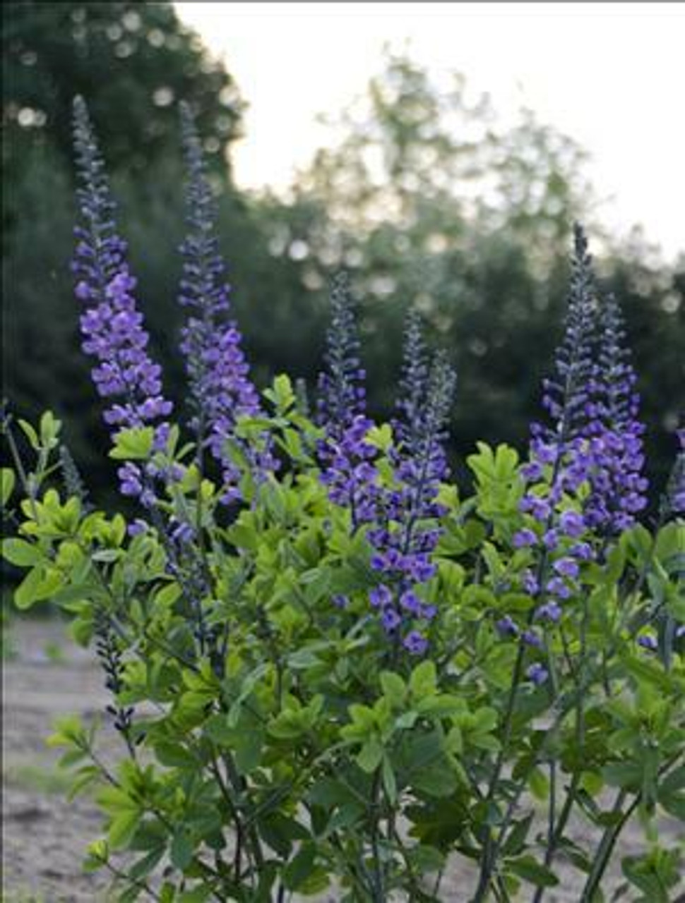 Baptisia Blue Towers PPAF 25 BR Plants