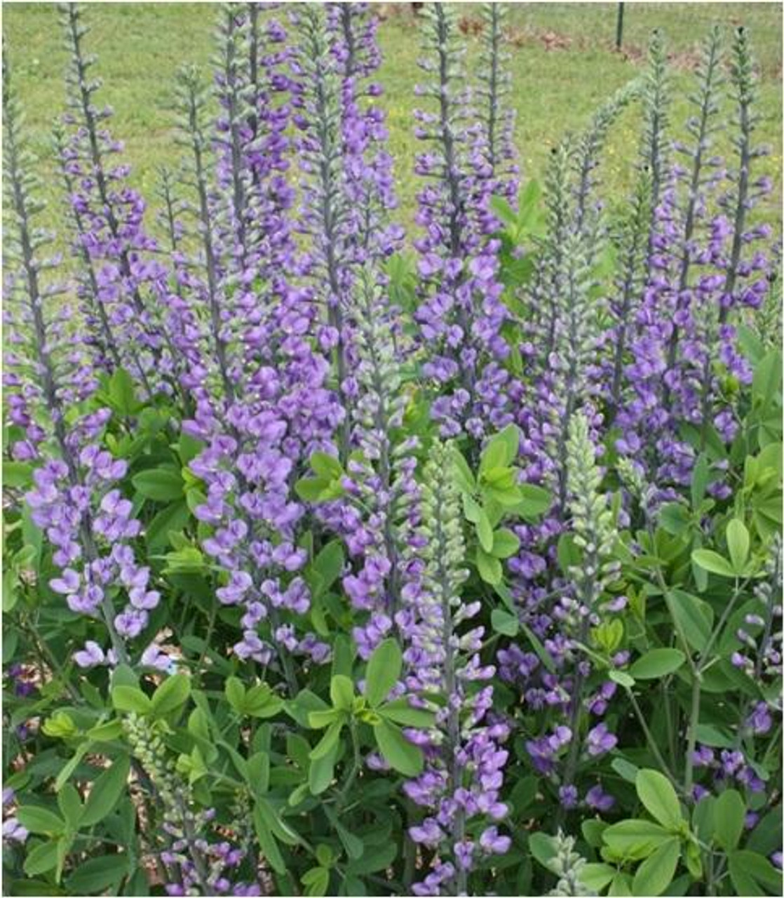 Baptisia Blue Towers PPAF 25 BR Plants