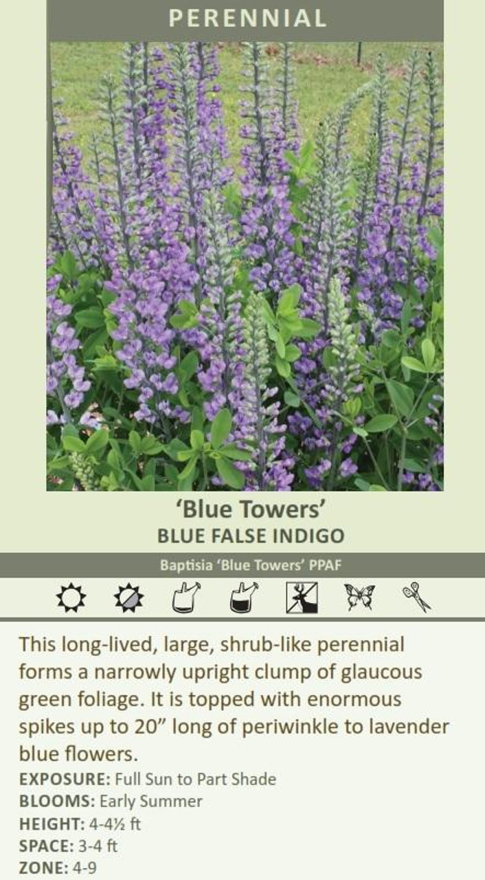 Baptisia Blue Towers PPAF 25 BR Plants