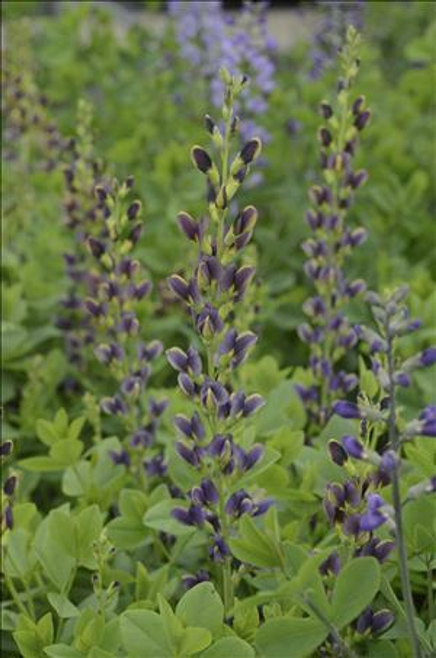 Baptisia Indigo Spires PPAF 25 BR Plants