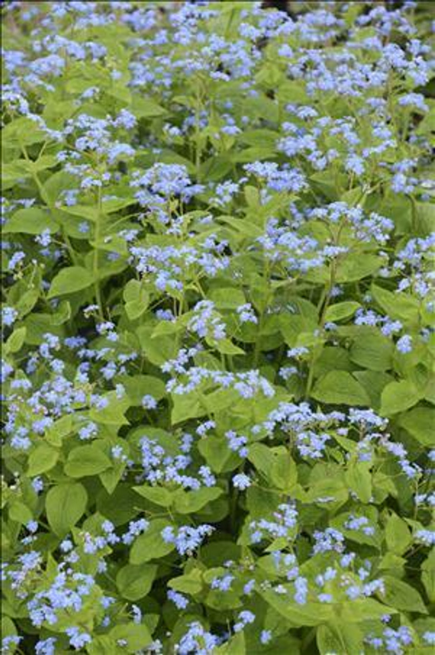 Brunnera m Green Gold 20ct Flat