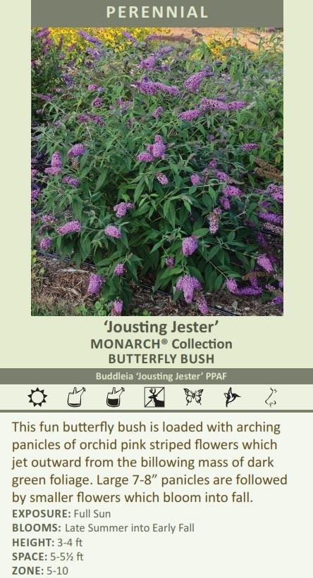 Buddleia Jousting Jester PPAF20ct Flat