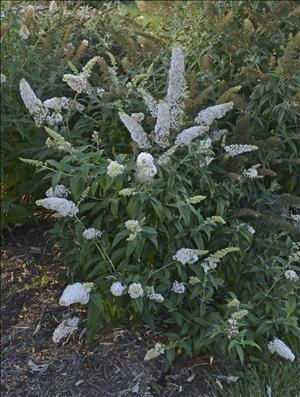 Buddleia Princess Bride PPAF20ct Flat