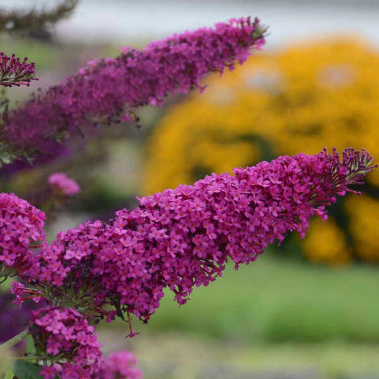 Buddleia 'Queen of Hearts' PP27987 (30)ct Flat