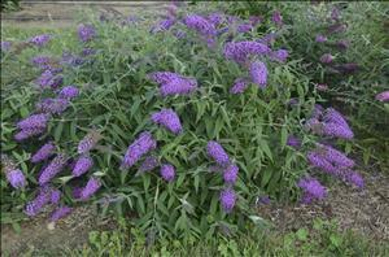 Buddleia Royal Falls PPAF20ct Flat