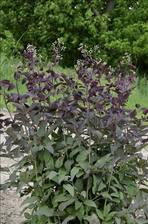 Clematis r SERIOUS BLACK TM 10 Plants