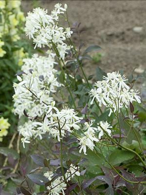 Clematis r SERIOUS BLACK TM 10 Plants