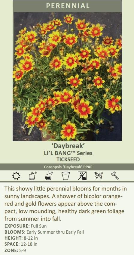 Coreopsis 'Daybreak' PPAF shipped from Grower to your door