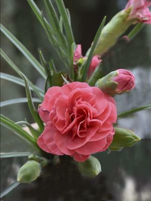 Dianthus Rosy Cheeks Valda Louise Pp Perennial Plant Sale Bloomin Designs Nursery