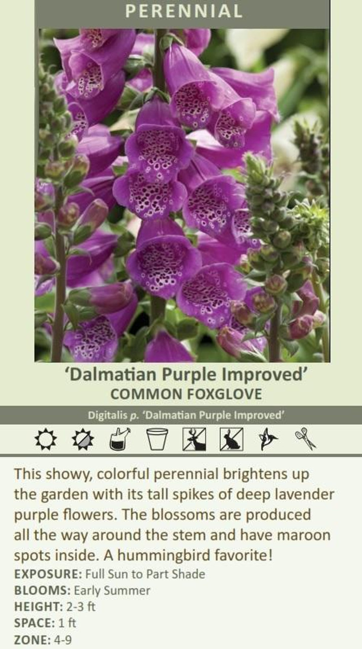 Digitalis p Dalmatian Purple Improved 30ct Flat