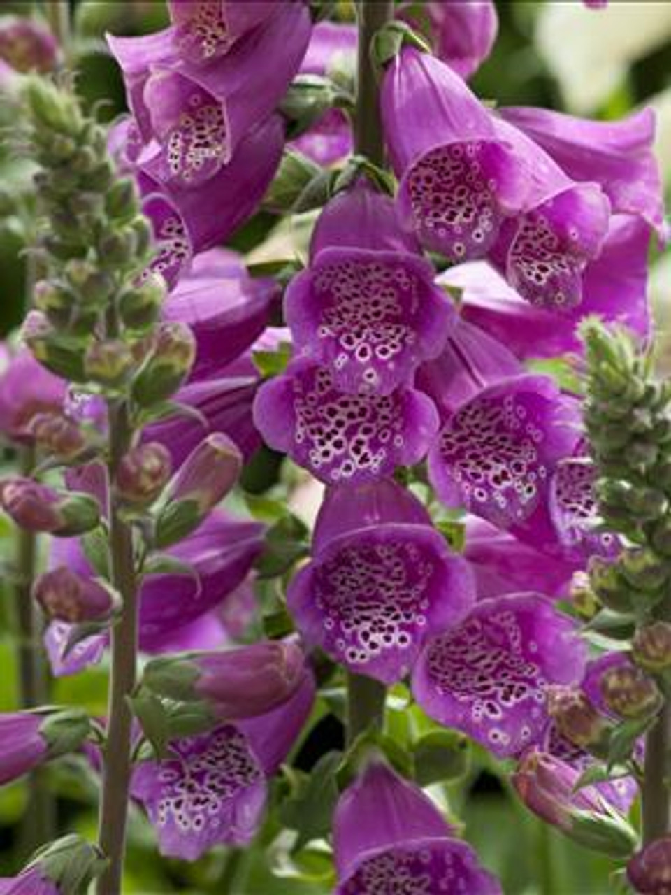 Digitalis p Dalmatian Purple Improved 30ct Flat