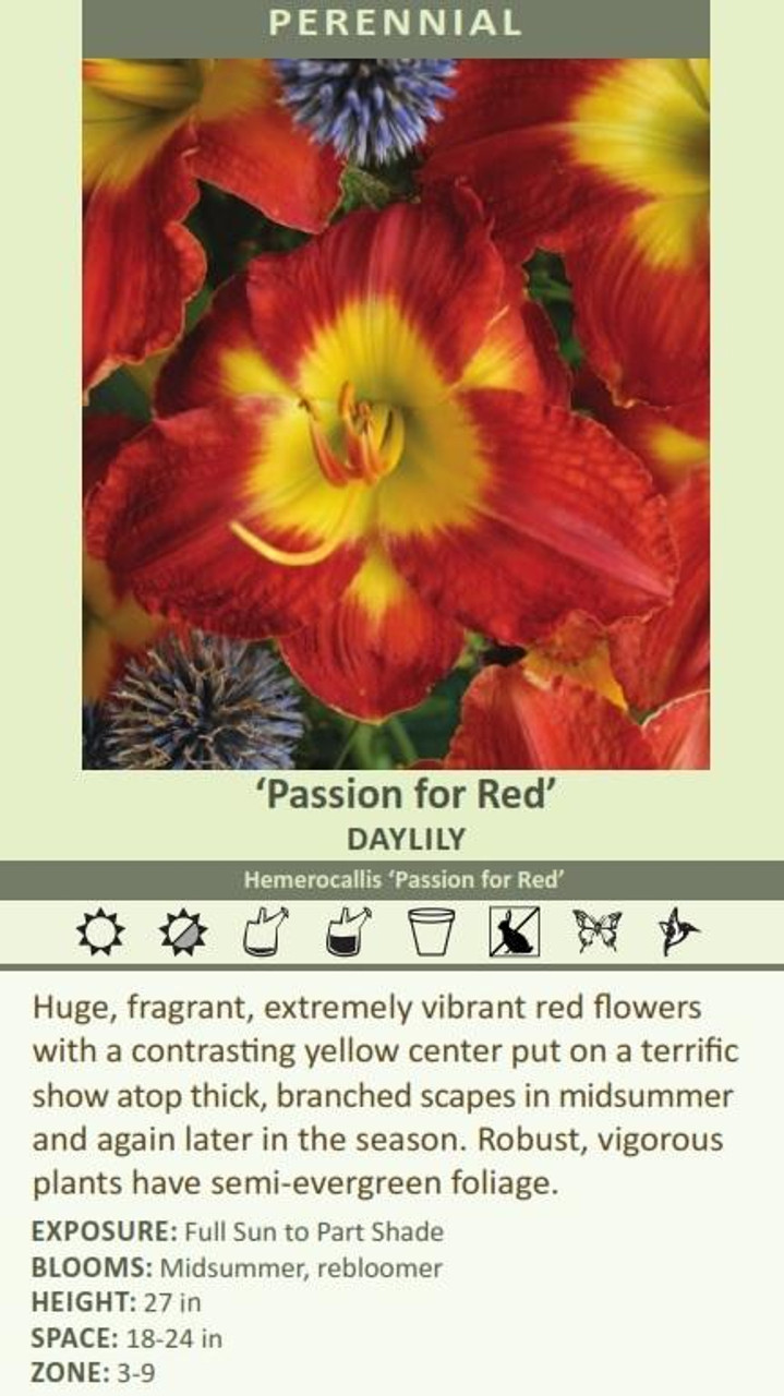 Hemerocallis PASSION FOR RED 25 BR Plants