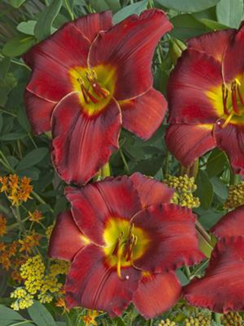 Hemerocallis SUN DRIED TOMATOES 25 BR Plants