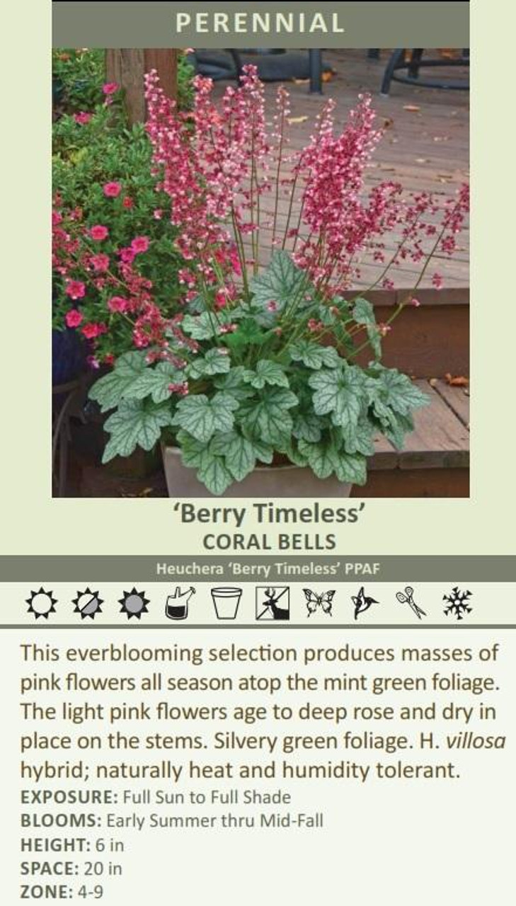 Heuchera Berry Timeless PP26357 10ct Quarts