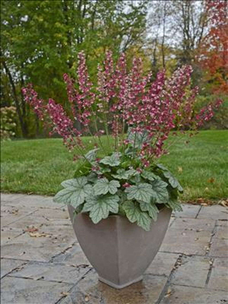 Heuchera Berry Timeless PP26357 10ct Quarts