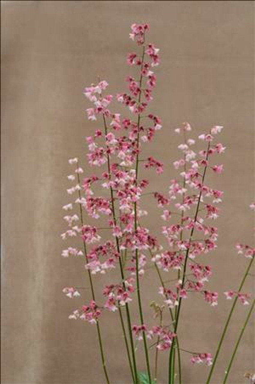 Heuchera Berry Timeless PP26357 10ct Quarts