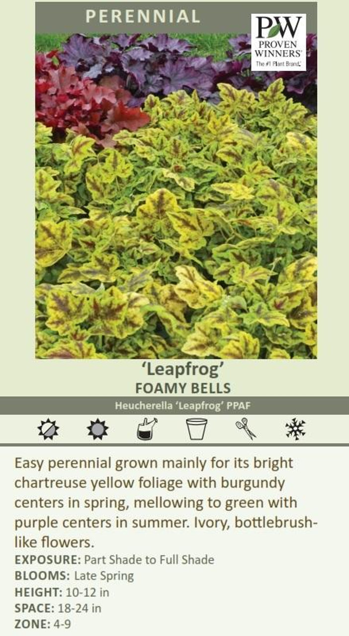 Heucherella Leapfrog PPAF 20ct Flat