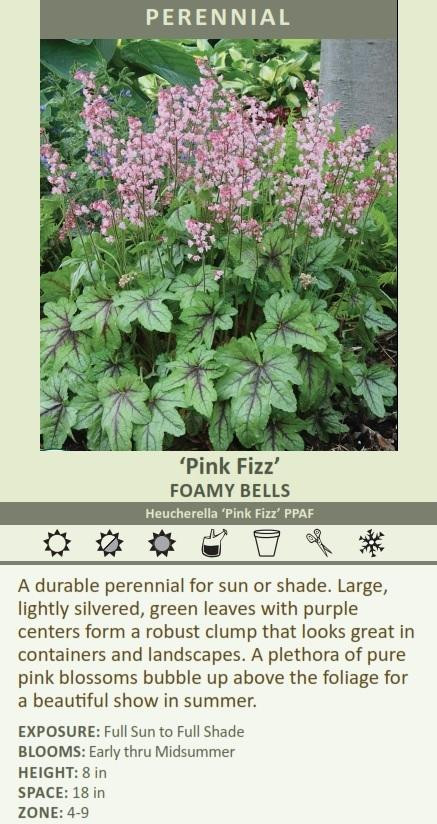 Heucherella Pink Fizz PPAF 20ct Flat