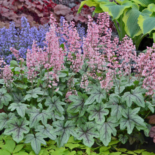 Heucherella 'Pink Fizz' PP26947 (20)ct Flat