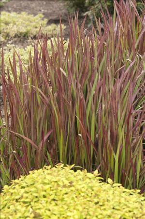 Imperata c Red Baron 30ct Flat