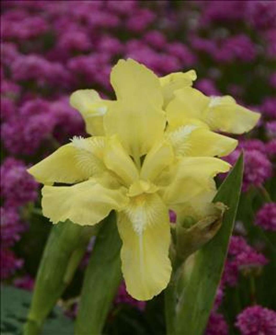 Iris Dwarf Baby Blessed 25 BR Plants