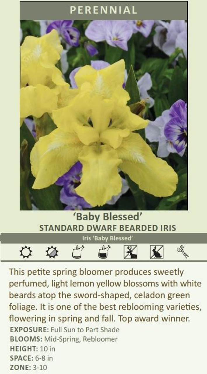 Iris Dwarf Baby Blessed 25 BR Plants
