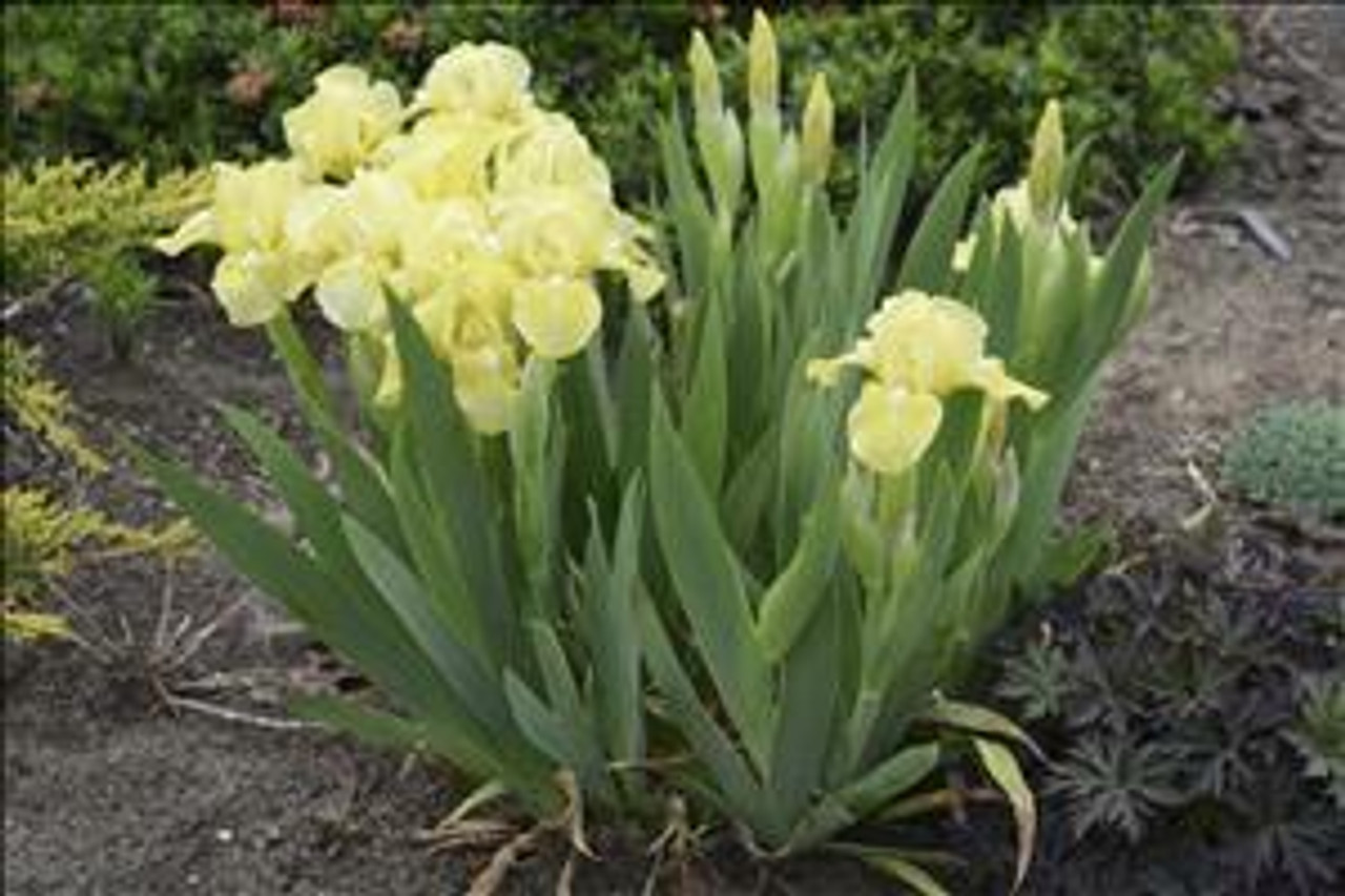 Iris Dwarf Baby Blessed 25 BR Plants