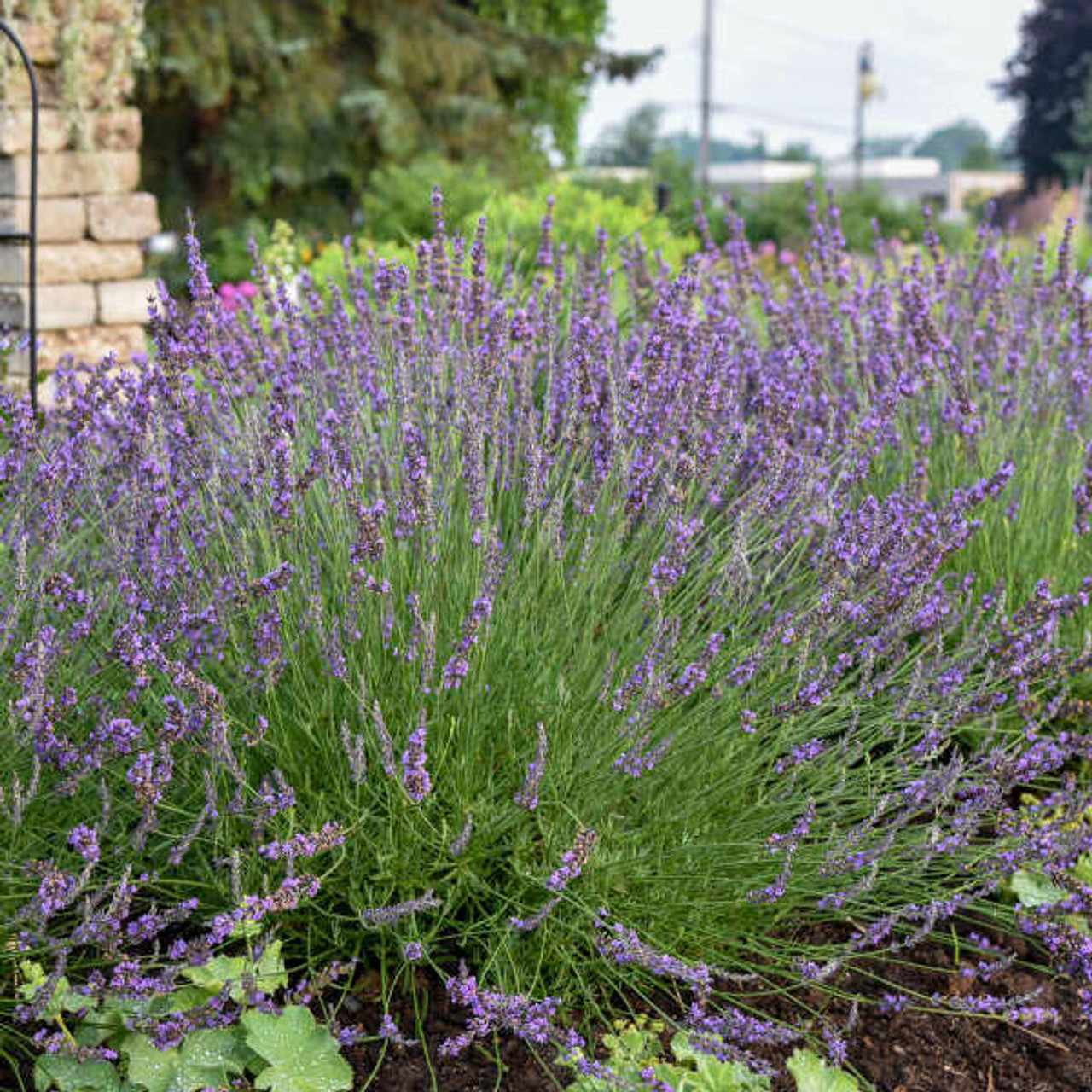 Lavandula x i. PHENOMENAL ('Niko' PP24193) (25) BR Plants