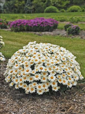 Leucanthemum s. 'Whoops-a-Daisy' PPAF shipped from Grower to your door