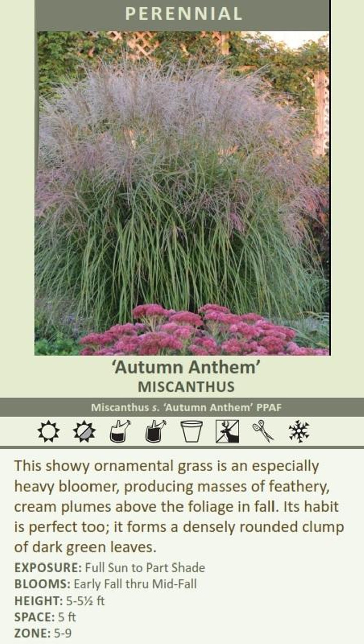 Miscanthus sinensis Autumn Anthem PPAF 20ct Flat