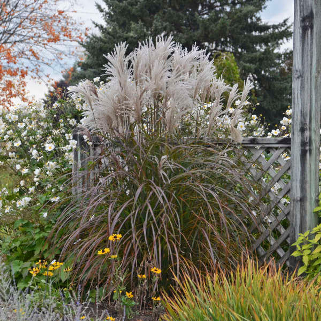 Miscanthus sinensis 'Oktoberfest' PP27074 (30)ct Flat