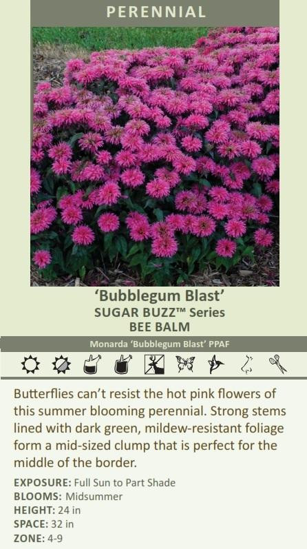 Monarda 'Bubblegum Blast' PPAF shipped from Grower to your door