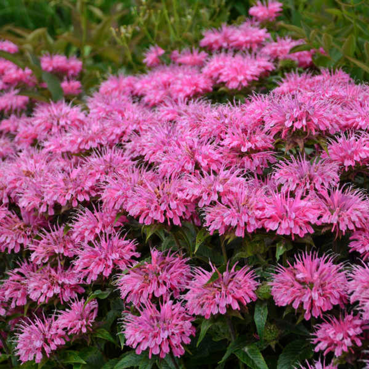 Monarda 'Bubblegum Blast' PP27497 (20)ct Flat