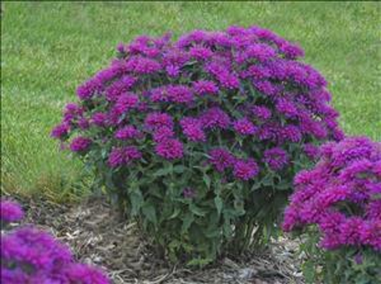 Monarda Grape Gumball PPAF 20ct Flat