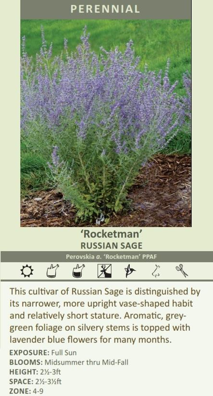 Perovskia a Rocketman PP27526 25 BR Plants