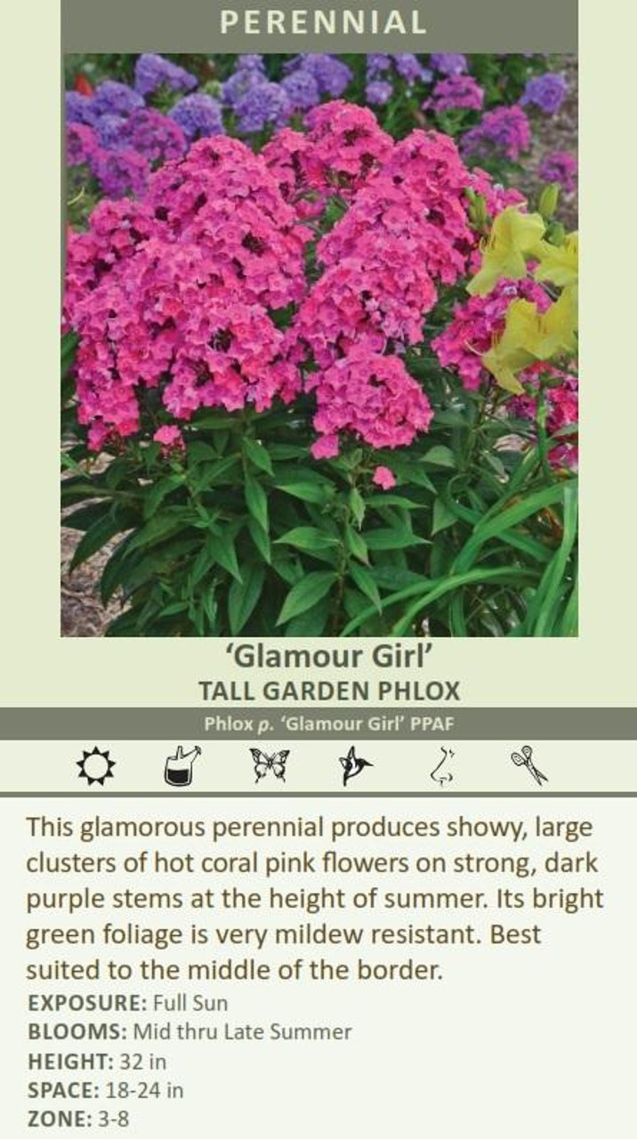 Phlox paniculata Glamour Girl 
Photos courtesy of Walters Gardens, Inc.