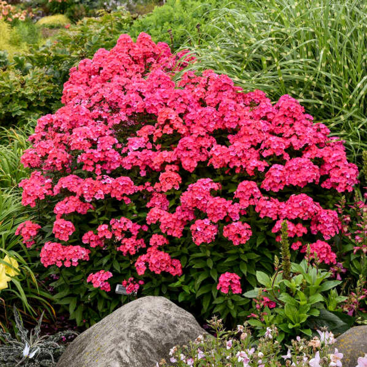 Phlox paniculata Glamour Girl PP25778 25 BR Plants